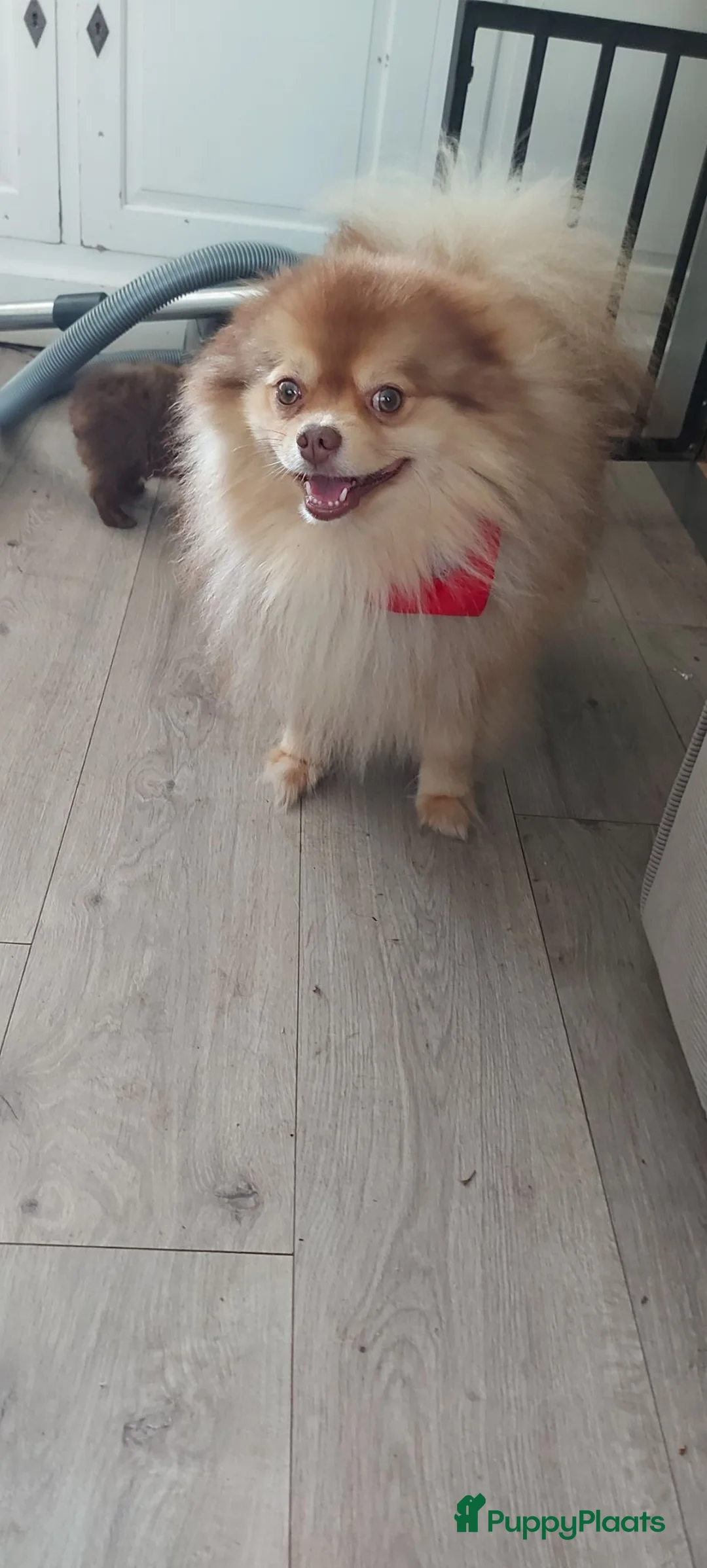 Pomsky honden te koop: Pommeriaan pomsky  - Advertentie 31