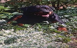 Rottweiler honden te koop: Rottweiler pups - Afbeelding 9