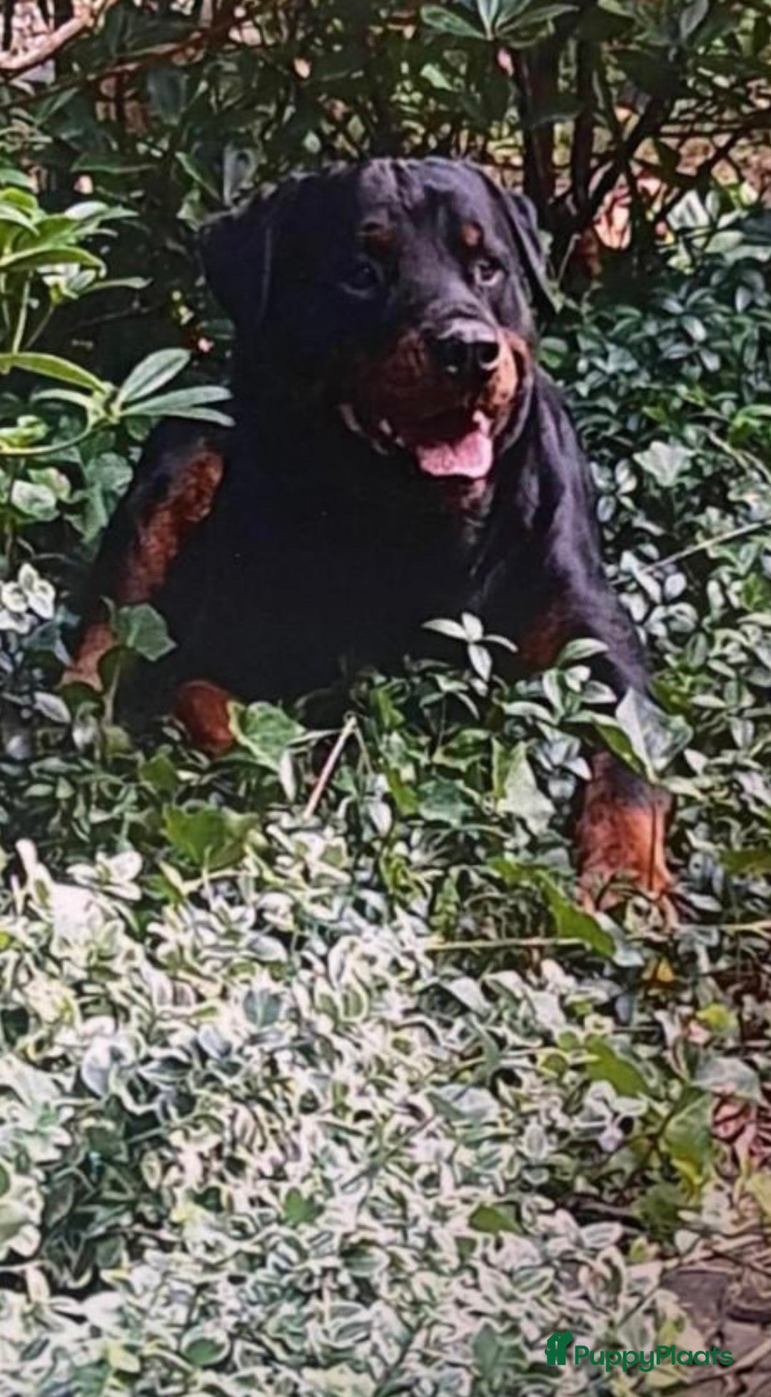 Rottweiler honden te koop: Rottweiler pups - Afbeelding 9