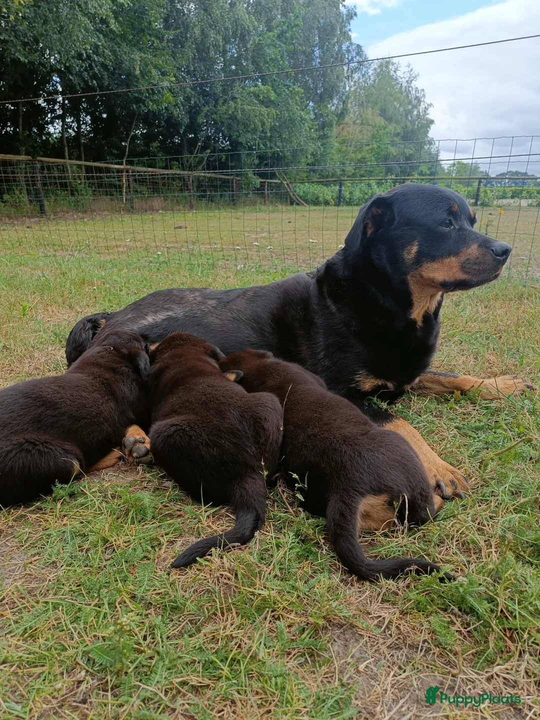 Rottweiler honden te koop: Prachtige Rottweiler Teefjes - Advertentie 2