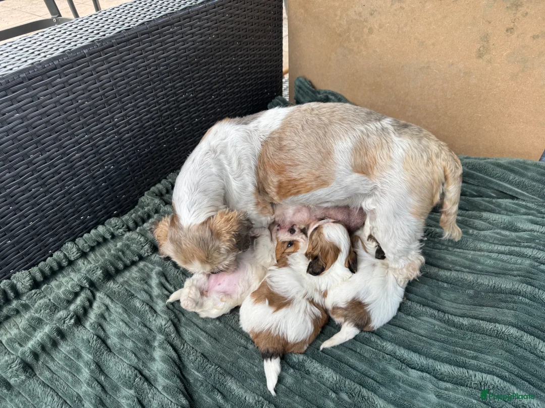 Shih Tzu honden te koop: raszuivere Shih Tzu-puppy's🐶 - Advertentie 2