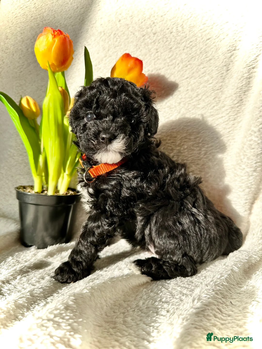 Poedel Toy honden te koop: Toypoedel pups (mini toypoedel) toypoodle puppy’s  - Advertentie 29