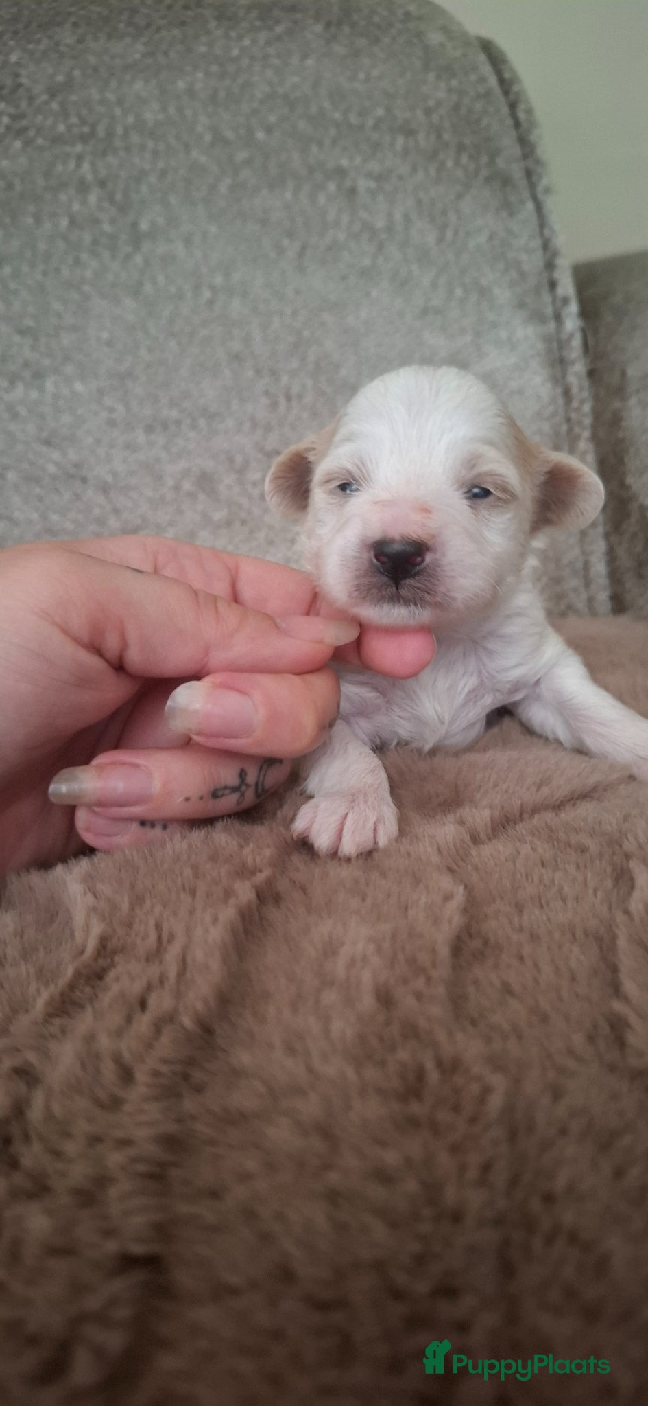 Maltipoo honden ❤️ UNIEKE maltipoo pup - 1 REUTJE BESCHIKBAAR ❤️ - Advertentie 2