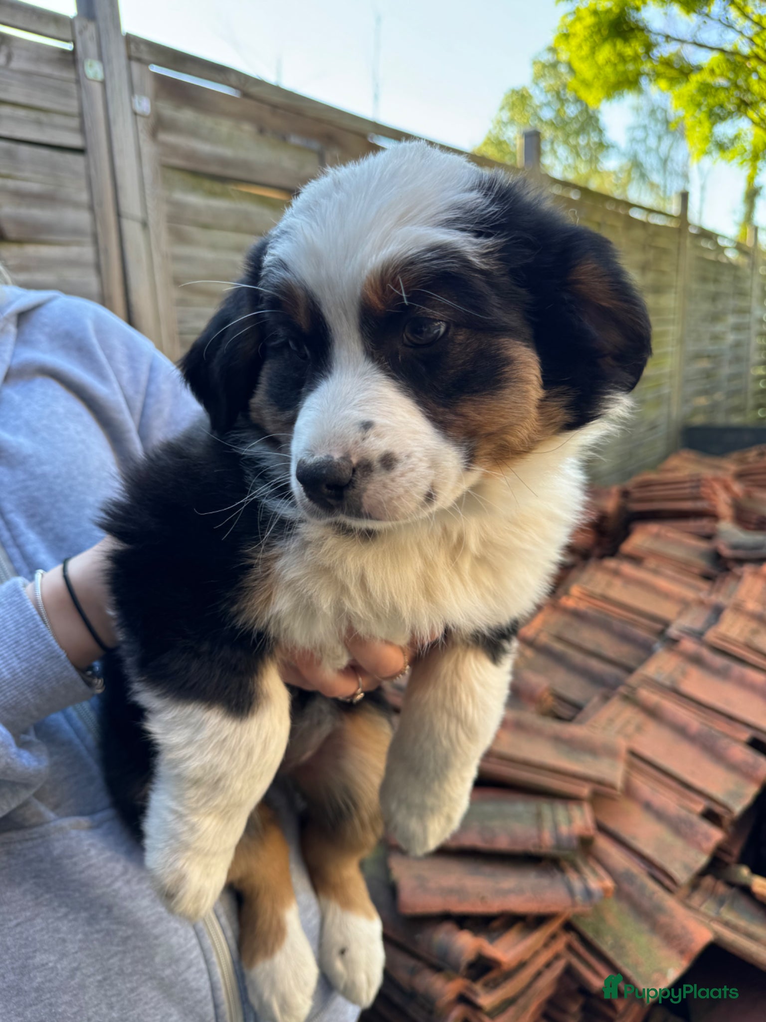 Australian Shepherd honden Prachtige aussi puppys - Advertentie 5