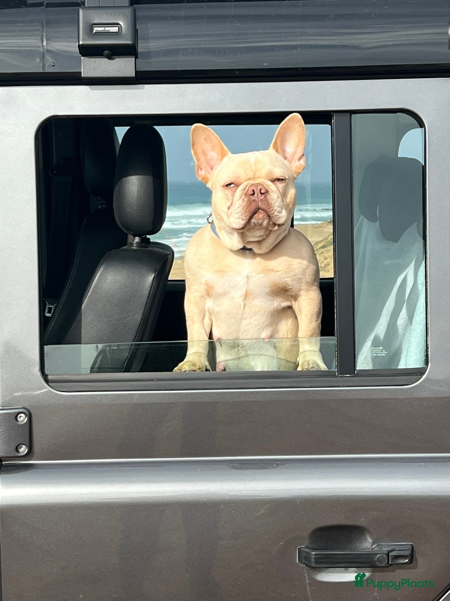 Franse Bulldog honden 🐶 Prachtige Franse Bulldog pups te koop in Breda - Advertentie 1