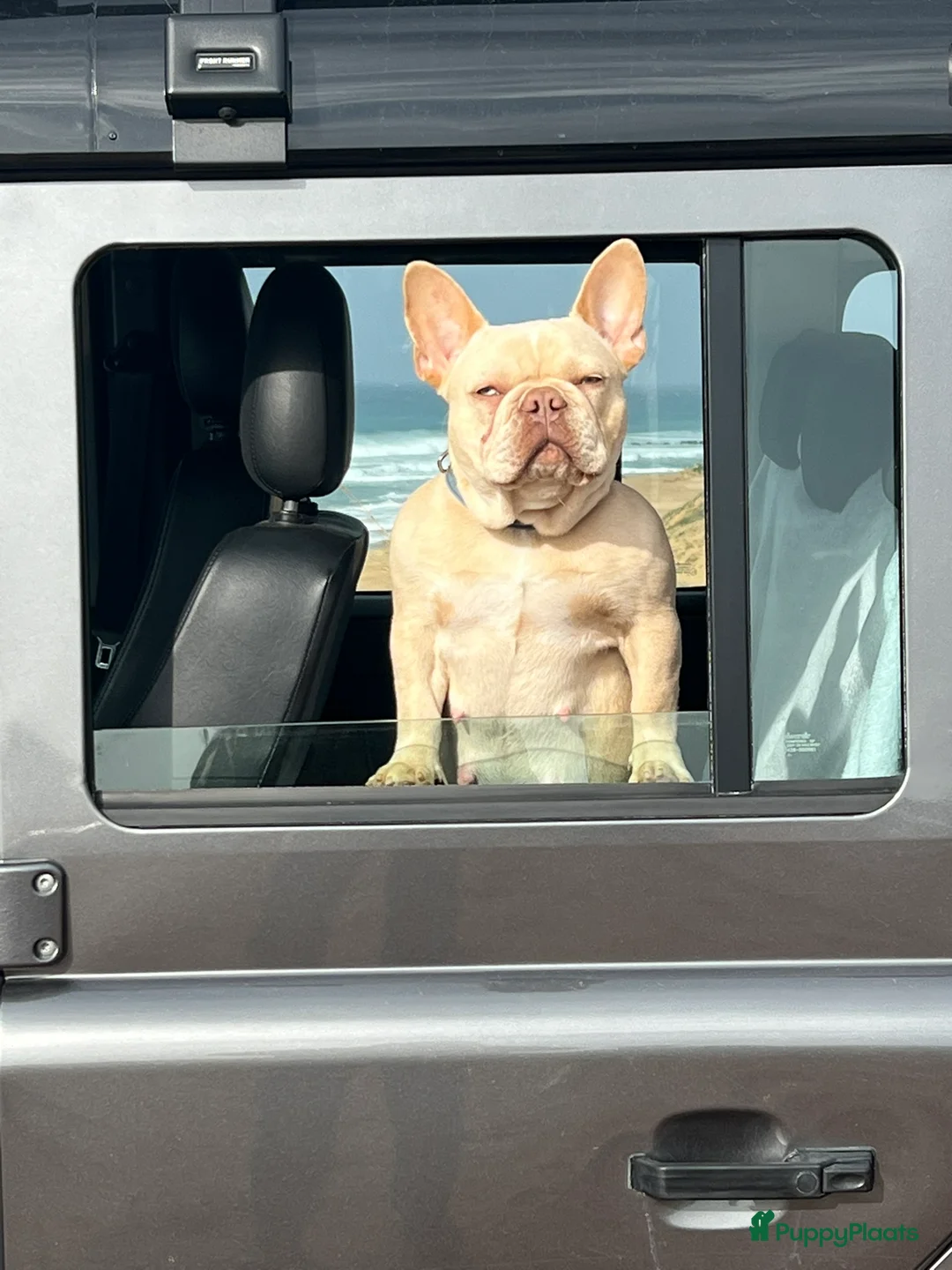 Franse Bulldog honden te koop: 🐶 Prachtige Franse Bulldog pups te koop in Breda - Advertentie 1