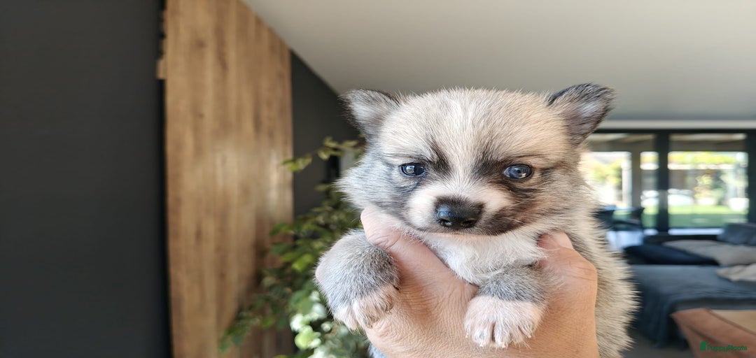 Galerij afbeelding {{count}}