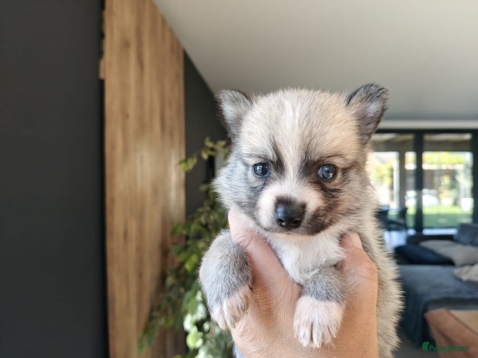 Galerij afbeelding {{count}}