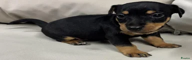 Black and tan reutje