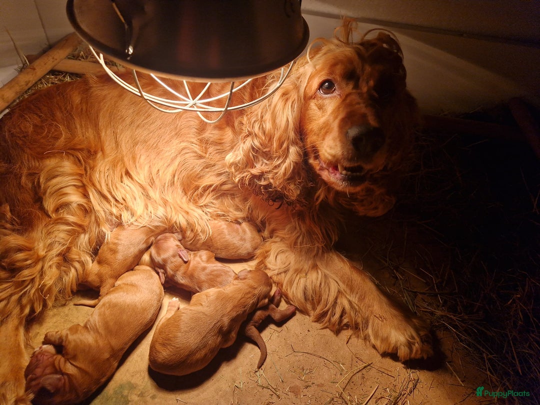 Cockapoo honden te koop: Cocka poo pups! - Advertentie 2