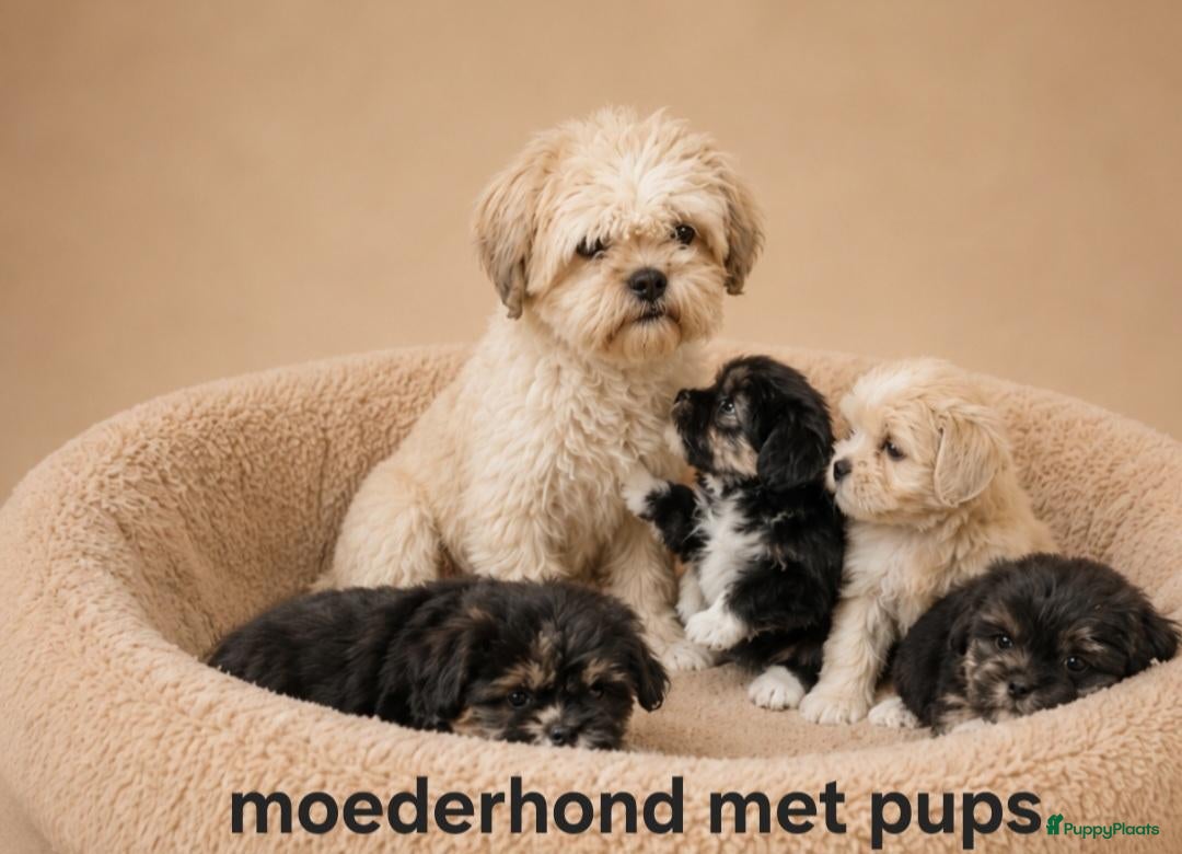 Boomer honden Prachtige boomer pups.Shih tzu maal maltezer. - Advertentie 1