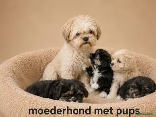 Boomer honden Prachtige boomer pups.Shih tzu maal maltezer. - Advertentie 3
