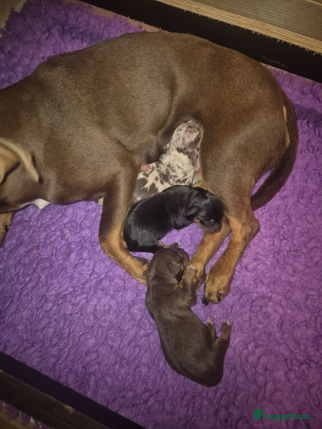 Jack Russel Terriër honden te koop: Mooie Jack Russelpups - Advertentie 2