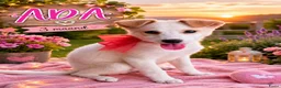 Kruising honden te koop: Deze 5 lievrrds zoeken baasje - Advertentie 2