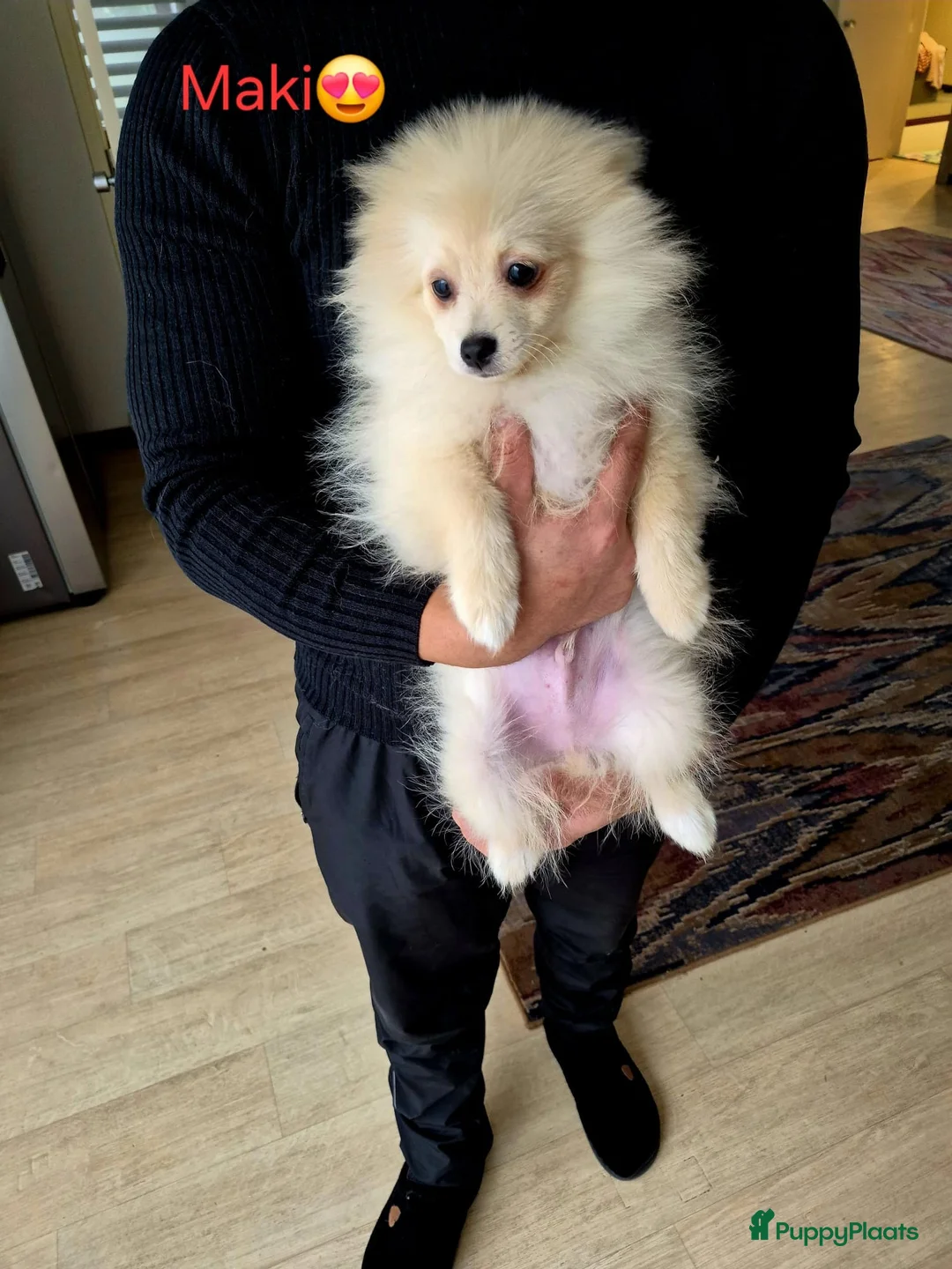 Pomeriaan honden te koop: drie pluizige baby's - Advertentie 11