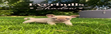 Franse Bulldog 5