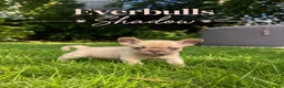 Franse Bulldog honden te koop: Franse Bulldog pups! Uniek dna+ arfe stamboom - Advertentie 21