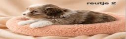 Boomer honden te koop: Super mooi gezonde boomer pups. Shi tzu X Maltezer - Advertentie 8