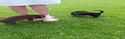 Jack Russel Terriër honden te koop: Jack Russel pups Black ant Tan in Wekerom - Advertentie 5
