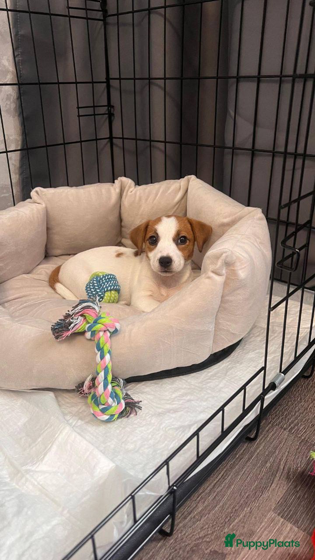 Jack Russel Terriër honden te koop: Jack Russell pups - Advertentie 4