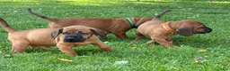 Beierse Bergzweethond honden te koop: Hanoveraaanse zweethond pups - Advertentie 30