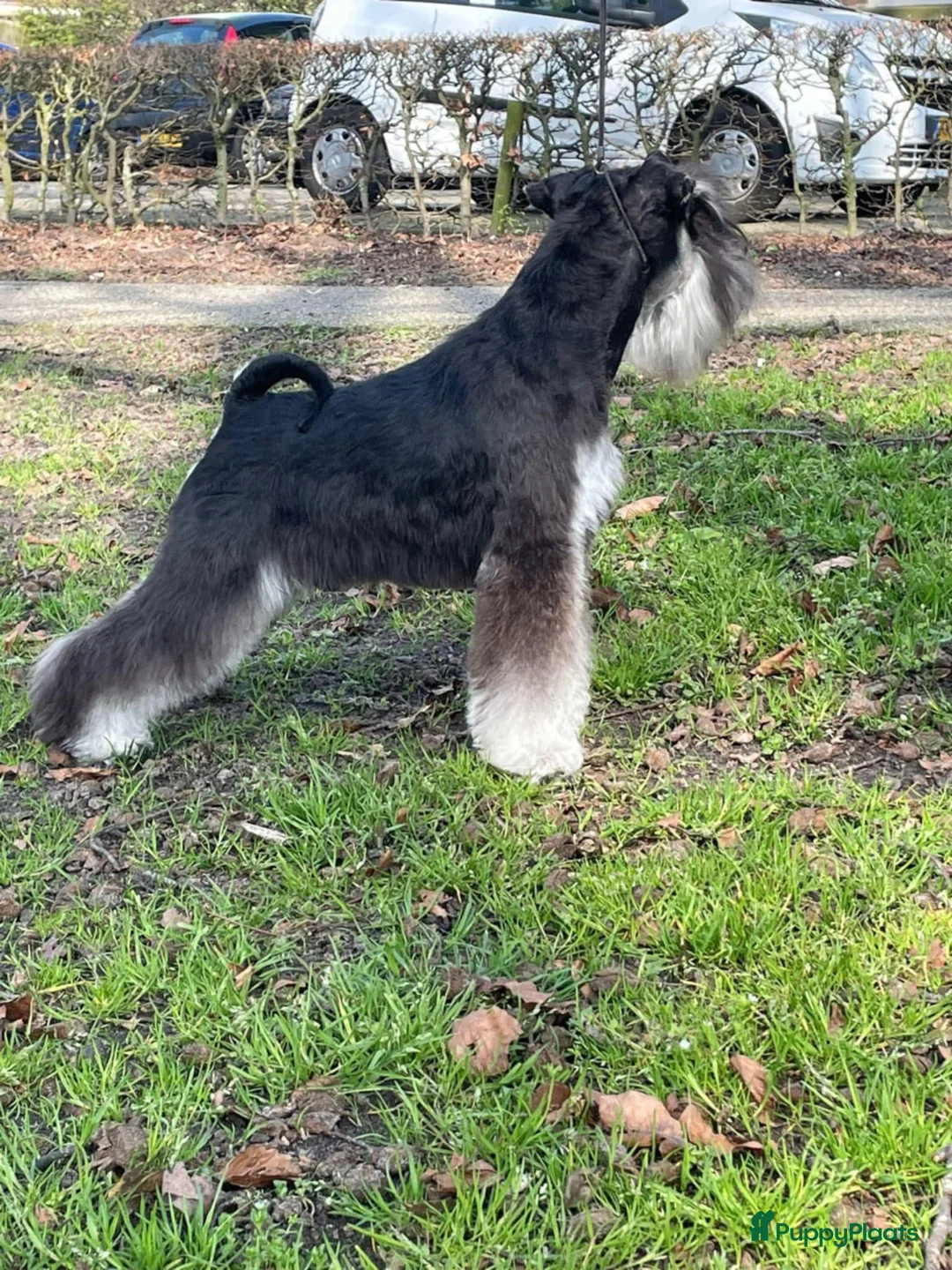 Dwergschnauzer honden te koop: Dwergschnauzerpups zwart zilver  - Advertentie 3