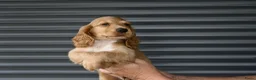 Engelse Cocker Spaniel honden te koop: Engelse Cocker Spaniel pups - Advertentie 15