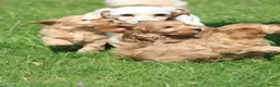 Maltipoo honden te koop: Leuke Maltipoo pups. - Advertentie 2