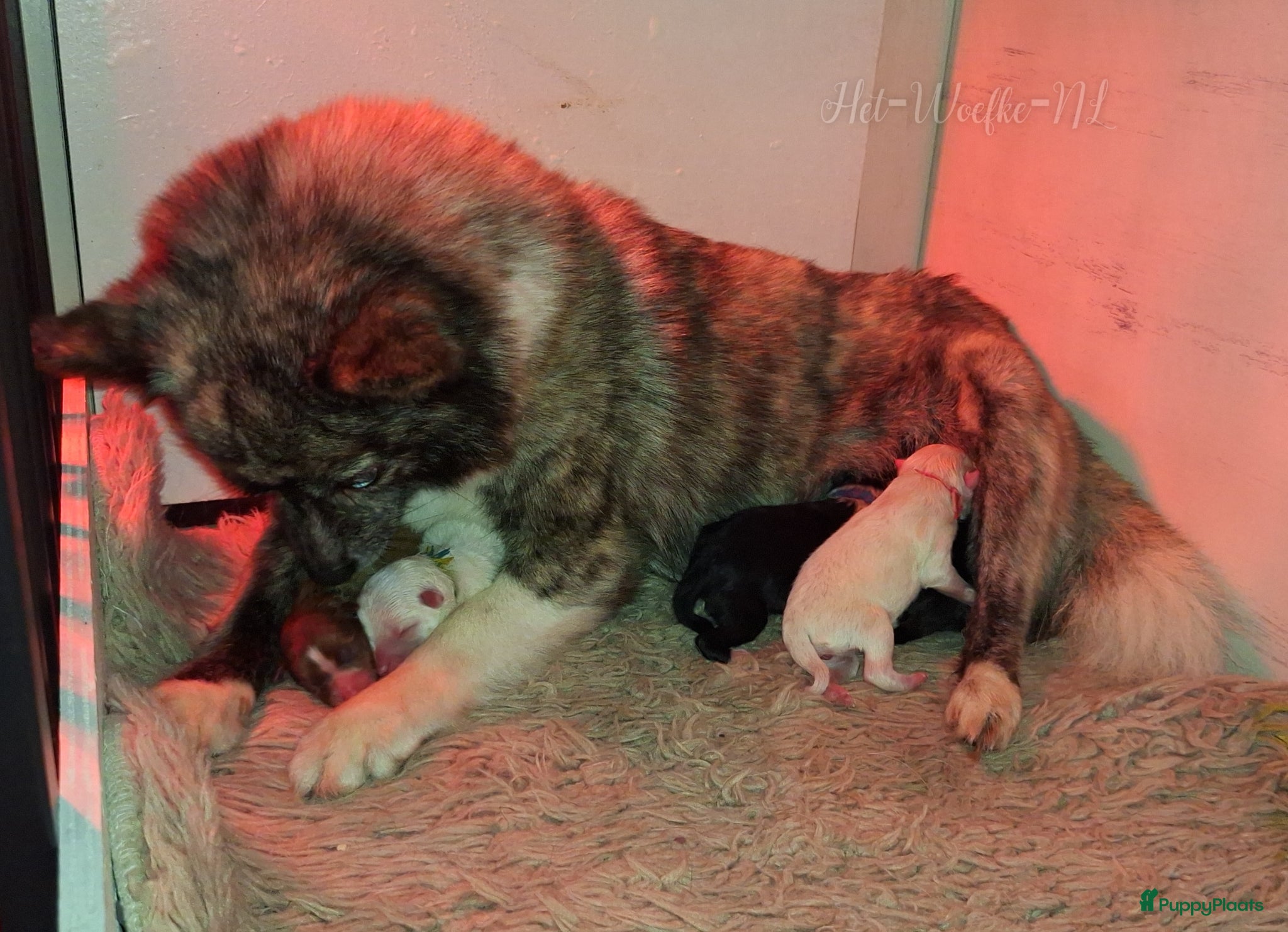Pomsky honden te koop: Prins 💙 F3b pomsky puppy  - Advertentie 5