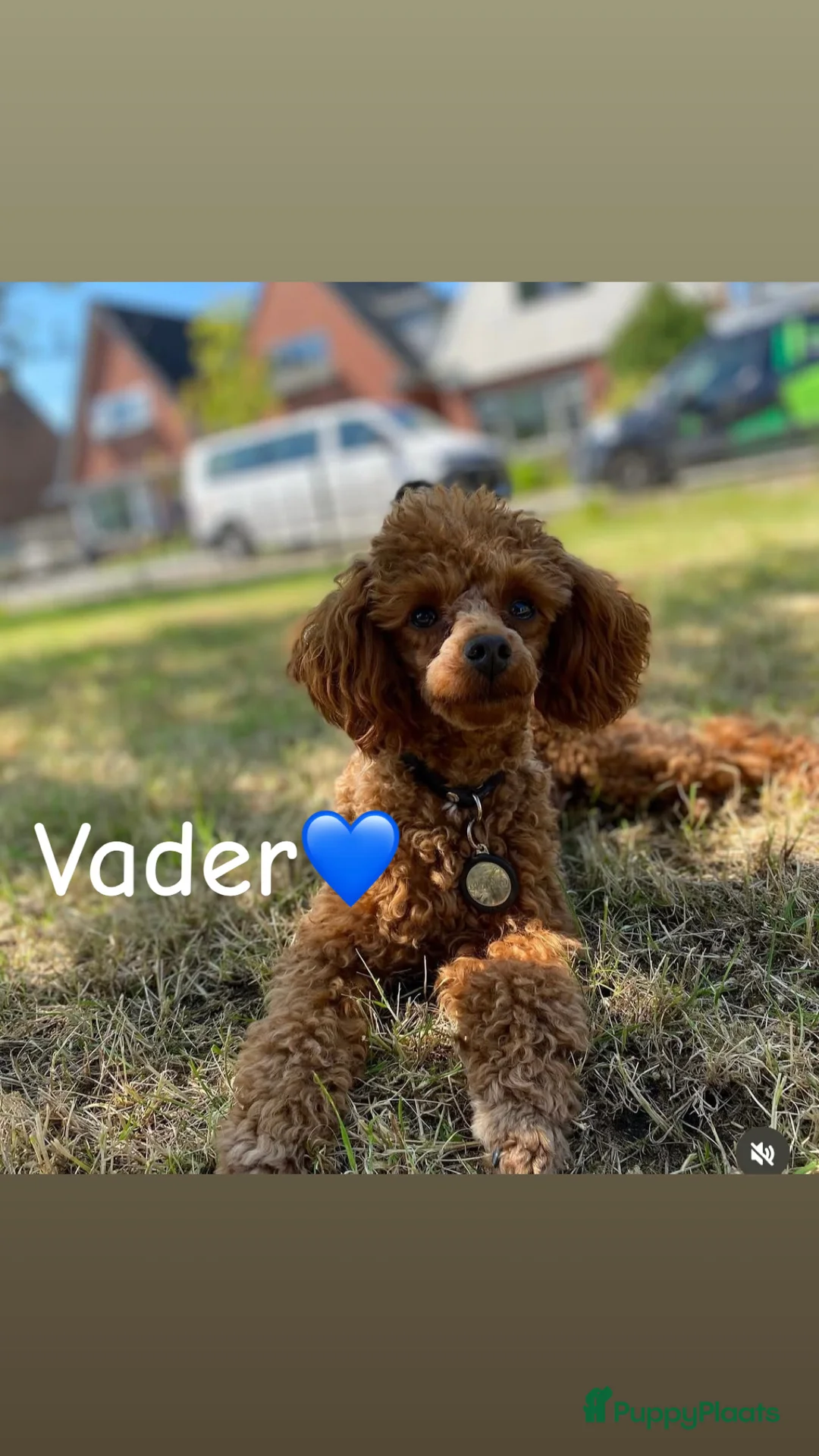 Kruising honden te koop: Pomeriaan x toypoedel pups - Advertentie 9