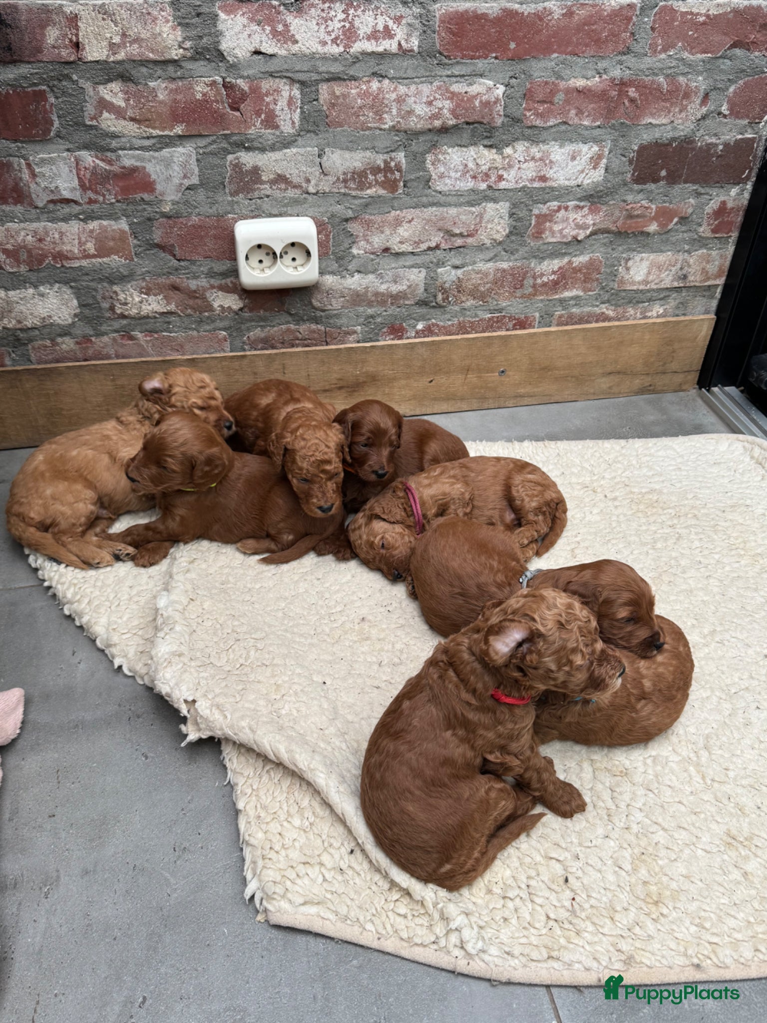 Australian Labradoodle honden Prachtig nest labradoodles (medium) - Advertentie 2