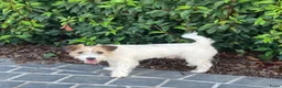 Jack Russel Terriër honden te koop: Ruwharige jack russell pups - Advertentie 3
