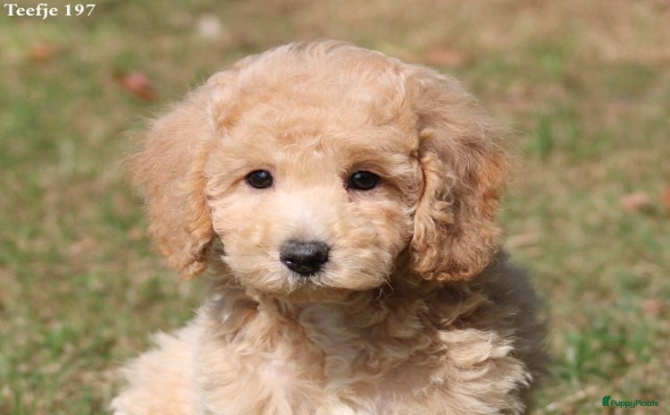 Goldendoodle honden - Advertentie 2