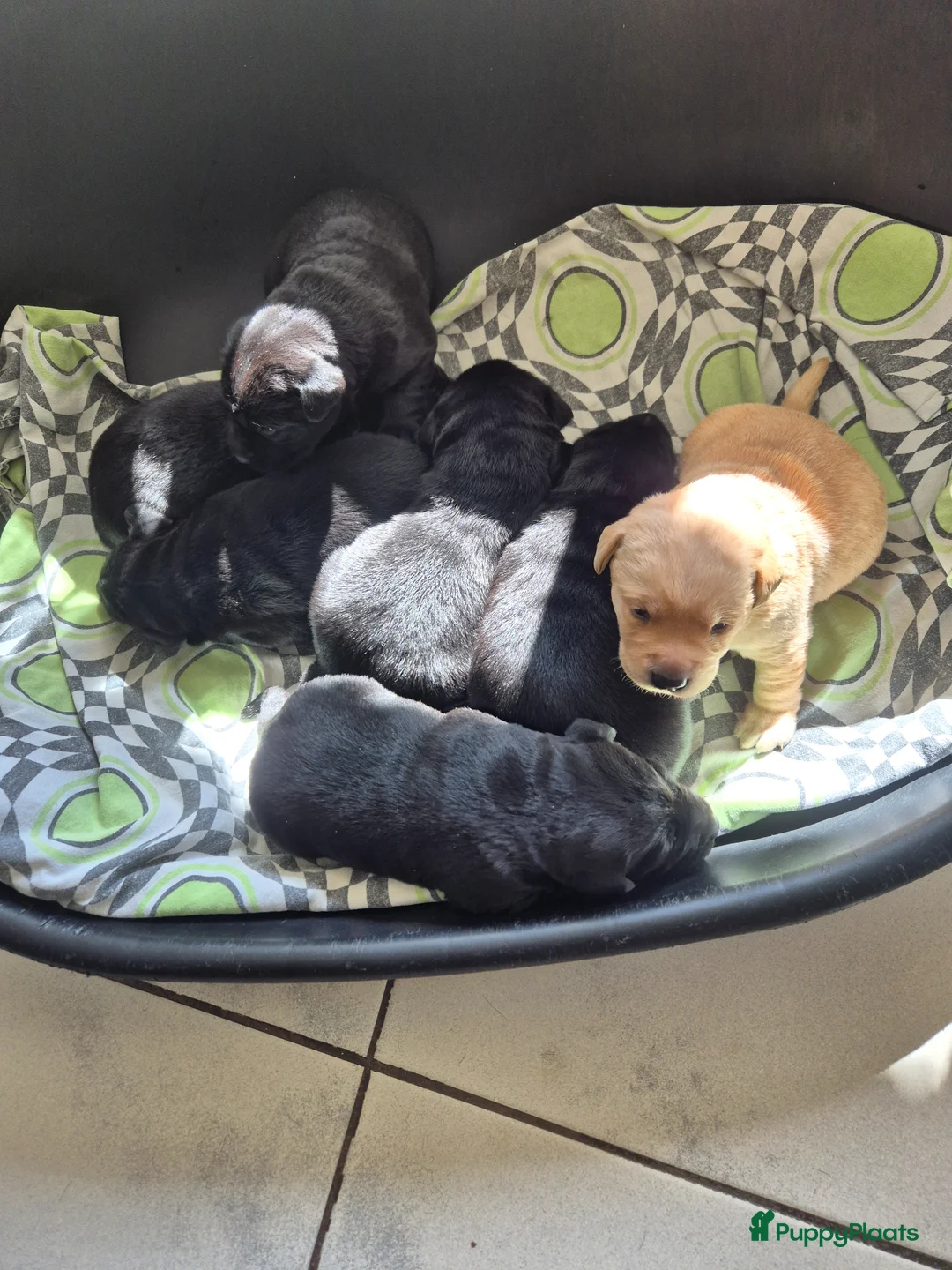 Labrador Retriever honden te koop: Prachtige Hondjes - Advertentie 1
