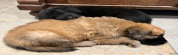 Kruising honden te koop: 9 pups Oudduitse herder x Golden retriever in Oosterbeek - Advertentie 7