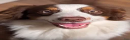 Kruising honden te koop: 🐾 Vier Prachtige Australische Retriever Teefjes - Advertentie 12