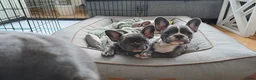 Franse Bulldog honden te koop:  3 lieve teefjes zoeken een warm thuis 🐾 - Advertentie 6