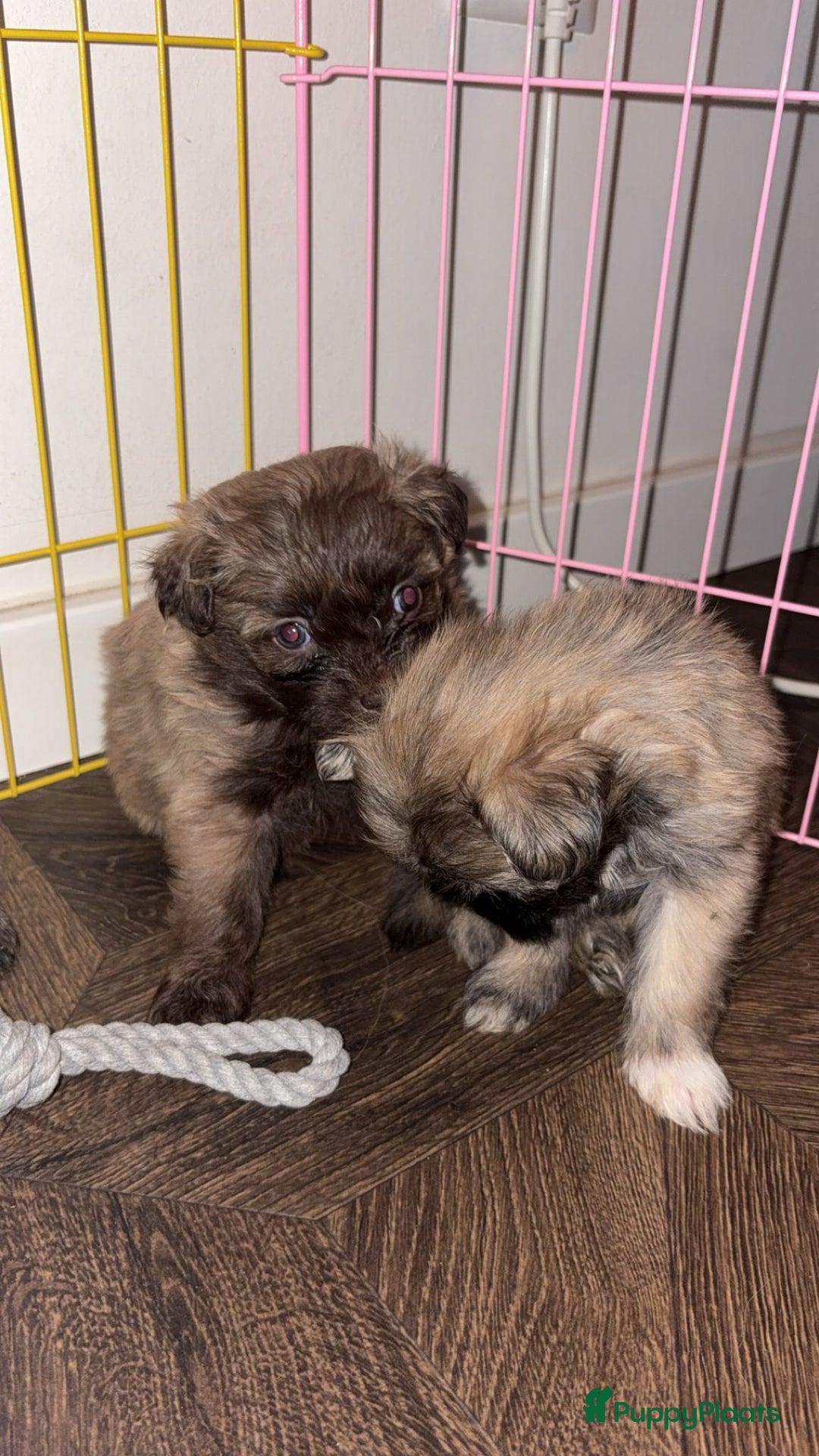 Kruising honden te koop: Lieve pups zoeken een liefdevol thuis - Advertentie 6