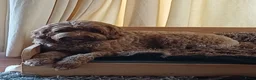 Kruising honden te koop: Labradoodle  in Boskoop - Advertentie 7