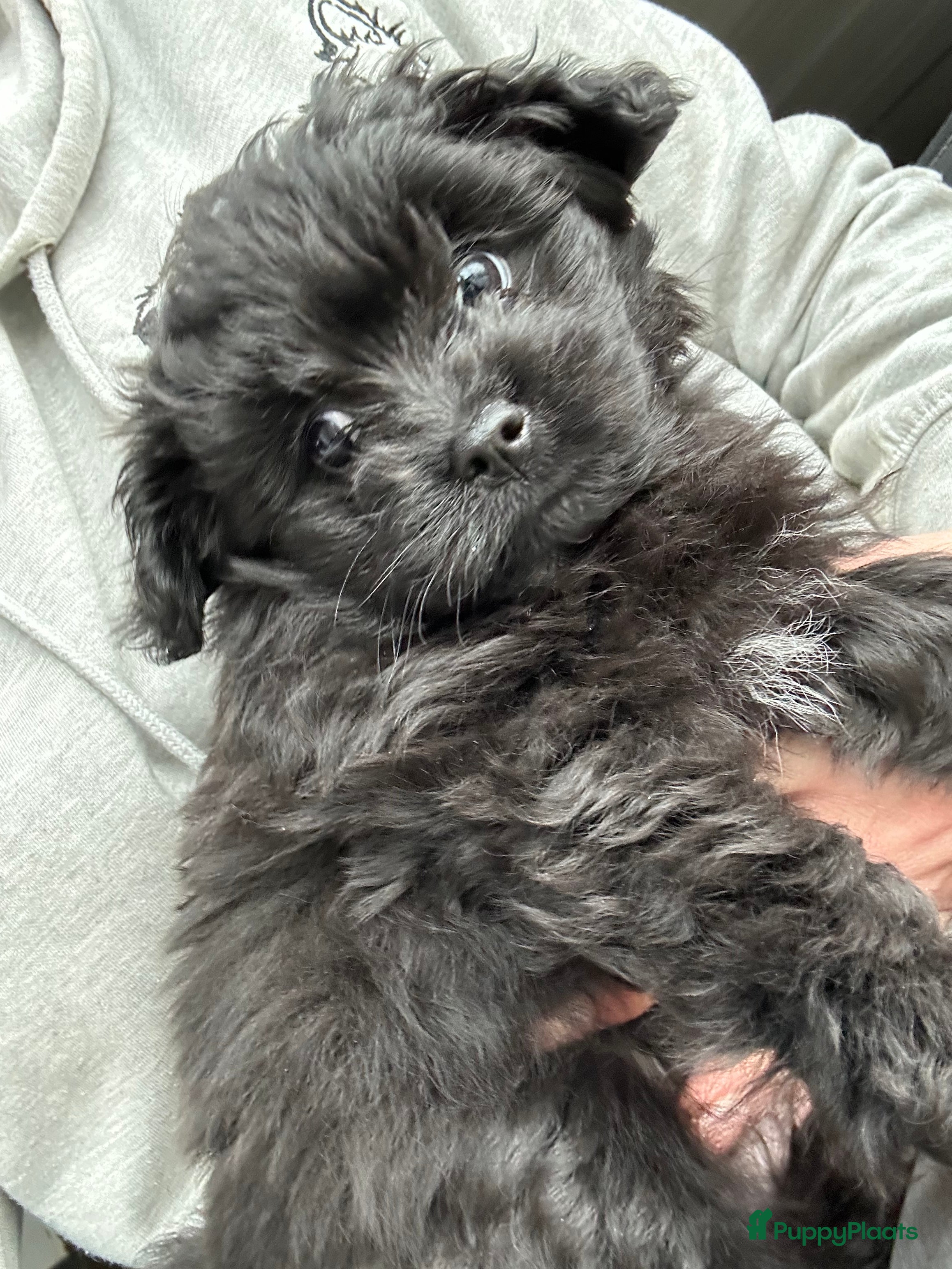 Kruising honden Pomapoo - Advertentie 2