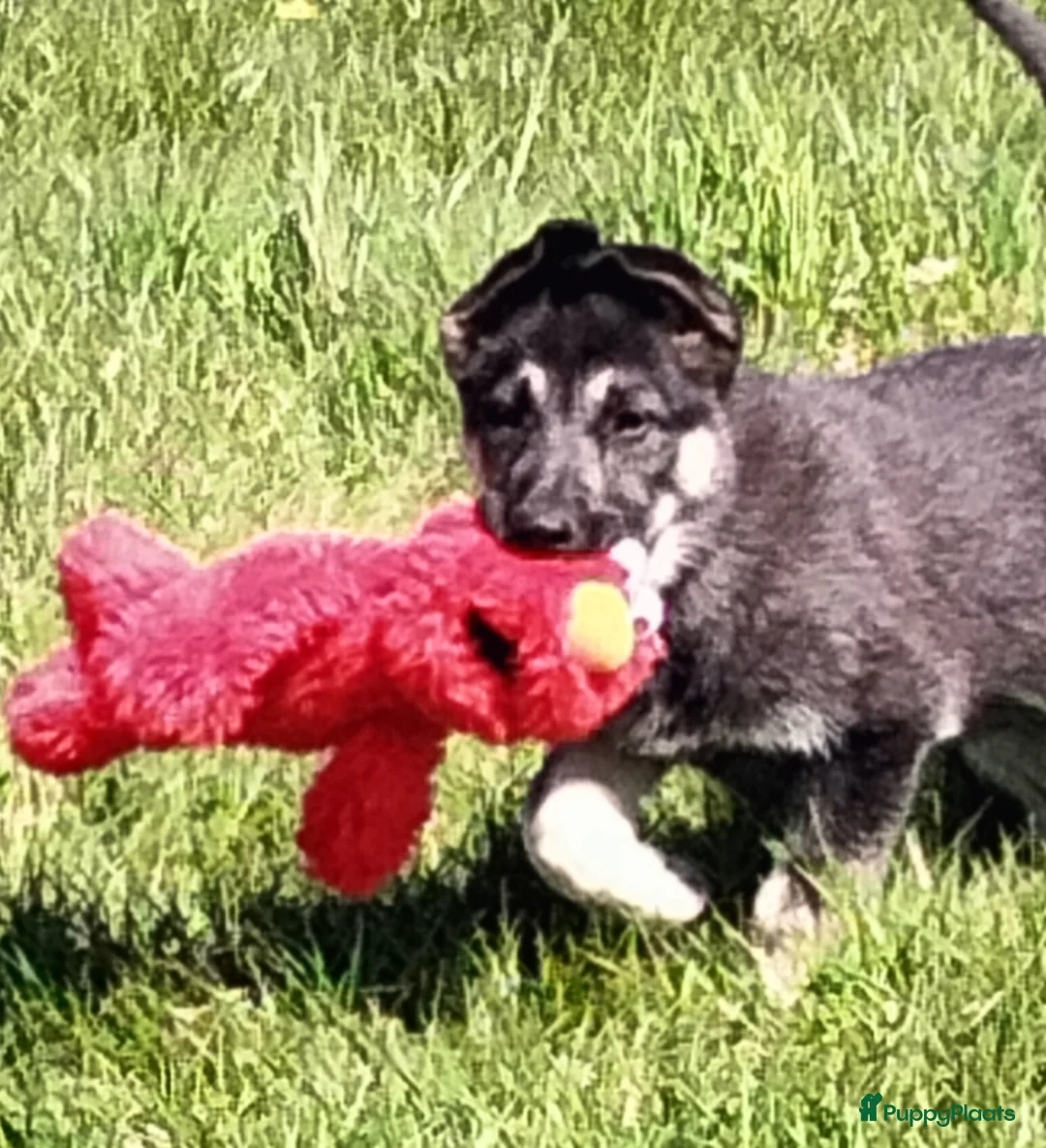 Duitse Herder honden te koop: Oost Europese herder pups (VEO) - Advertentie 2