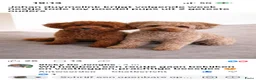 Poedel Toy honden te koop: Toy poedel pup  - Advertentie 3