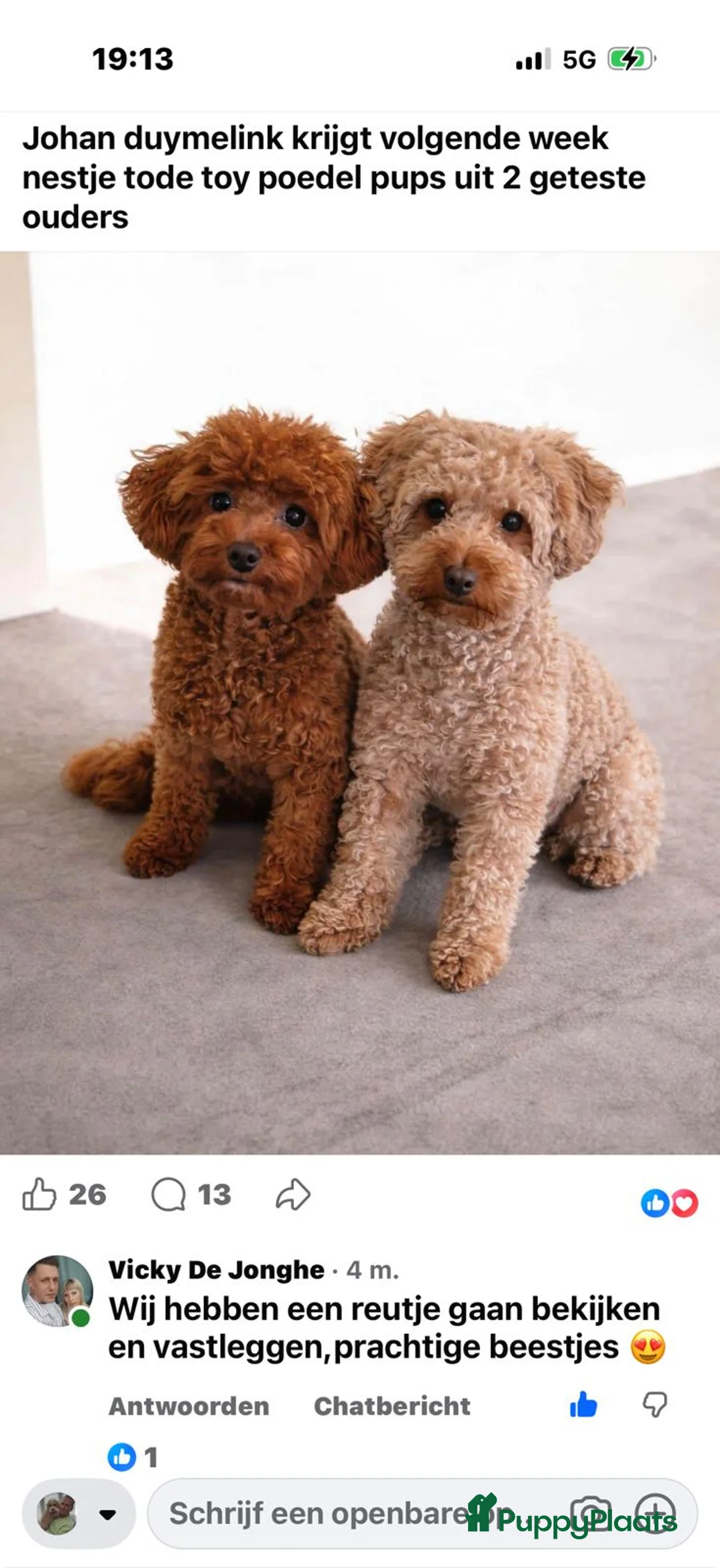 Poedel Toy honden te koop: Toy poedel pup  - Advertentie 3