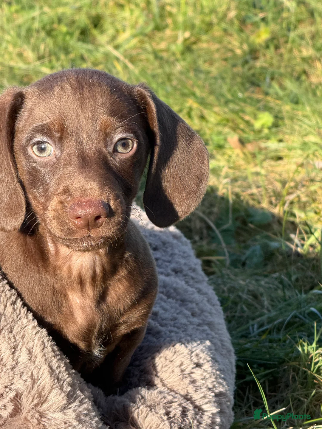 Teckel (korthaar)  honden te koop: Dwergteckel  puppies  - Advertentie 17