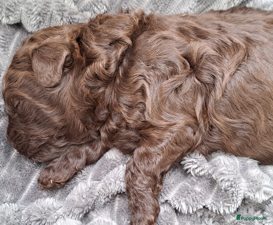 Shihpoo honden te koop: Choco shihpoo puppy teefje x toypoedel - Advertentie 12