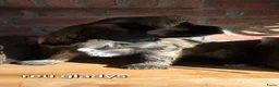 Tibetaanse Terriër honden te koop: Tibetaanse terriër pups met FCI stamboom - Advertentie 4