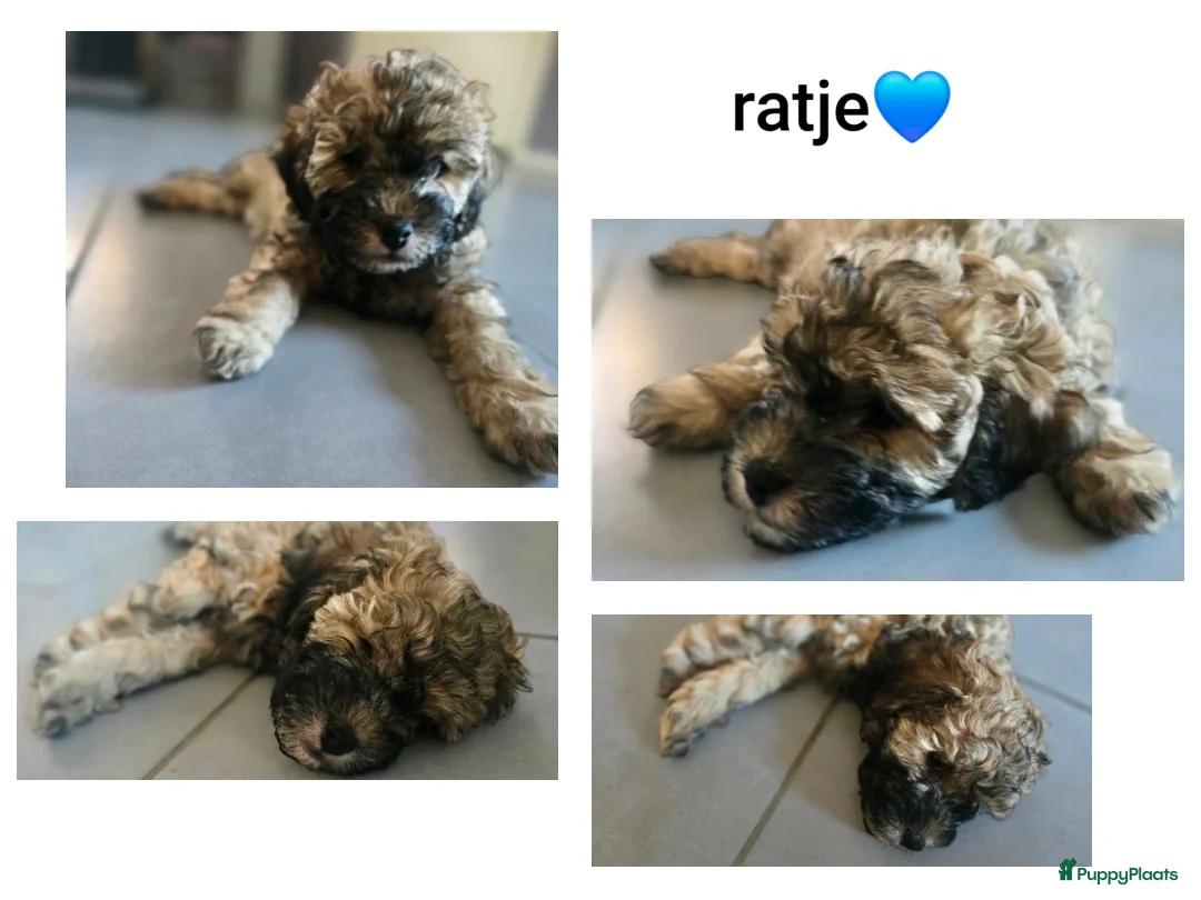 Kruising honden te koop: 3 reuen zoeken een huisje  in Halsteren - Advertentie 4