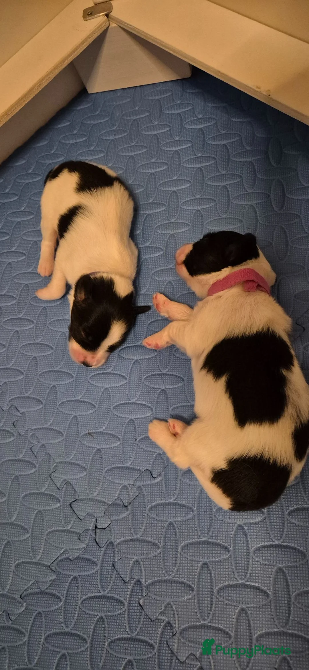 Vlinderhondje honden te koop: Lieve gezonde papillon pups  in Lelystad - Advertentie 2