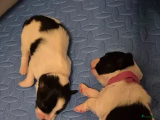 Vlinderhondje honden Lieve gezonde papillon pups - Advertentie 5