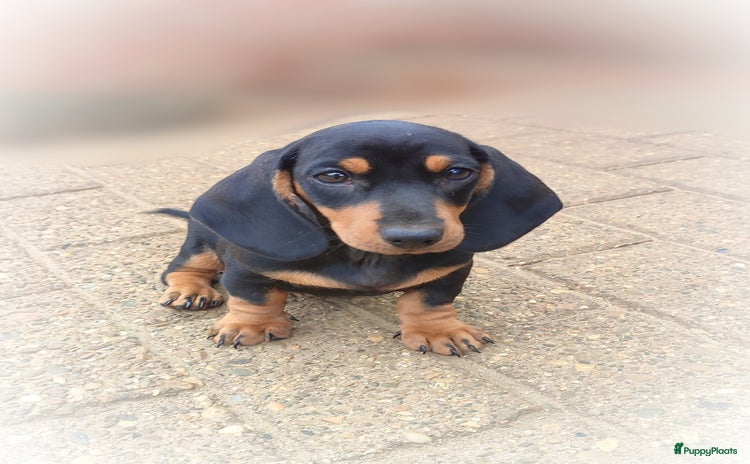 Teckel (korthaar)  honden - Advertentie 1